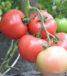 Семена томата Пинк Клер F1, п.е. 1 тыс. семян (Hazera)