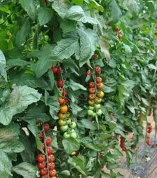 Семена томата Порпора F1, п.е. 250 семян (Esasem)