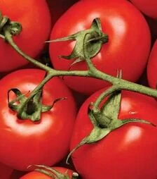 Насіння томату Португальська F1, п.о. 1 тис. насінин (United Genetiks)