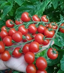 Семена томата Прециоз F1, п.е. 250 семян (Esasem)