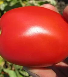 Семена томата Пьетраросса F1, п.е. 25 тыс. семян (Clause)