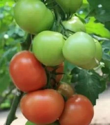 Семена томата Ралли F1, п.е. 250 семян (Vitalis)