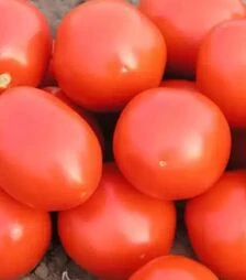 Семена томата Ред Скай F1, п.е. 5 тыс. семян (Nunhems)