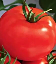 Семена томата Рим F1, п.е. 1 тыс. семян (Коуел)