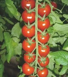 Насіння томату Сакура F1, п.о. 500 насінин (Enza Zaden)