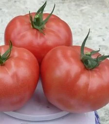 Семена томата Сапфир F1, п.е. 250 семян (Spark Seeds)