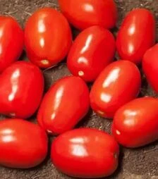 Семена томата Сентоса F1, п.е. 1 тыс. семян (Seminis)