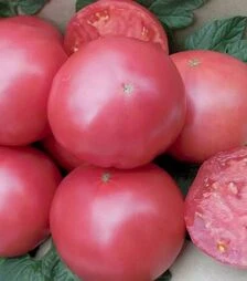 Семена томата Сим-Сим F1, п.е. 1 тыс. семян (Libra Seeds)