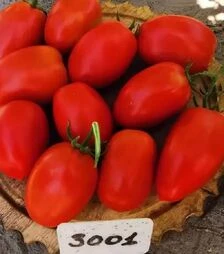 Семена томата Симон F1 (INX 3001), п.е. 1 тыс. семян (Innova Seeds)