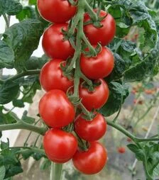 Семена томата Спенсер F1, 1 кг (Moravoseed)