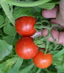 Насіння томату Старскрим F1, п.о. 1 тис. насінин (Spark Seeds)