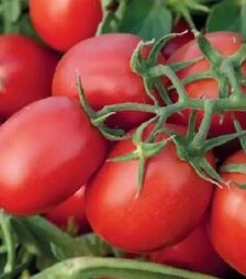 Семена томата Суоми F1, п.е. 25 тыс. семян (Syngenta)