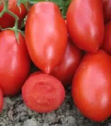 Семена томата Тален F1, п.е. 25 тыс. семян (Esasem)