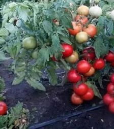 Семена томата Тапер F1, п.е. 1 тыс. семян (Solare Sementi)