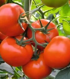 Семена томата Тобольск F1, п.е. 250 семян (Bejo)