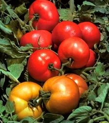 Семена томата Трайбека F1, п.е. 1 тыс. семян (Hazera)