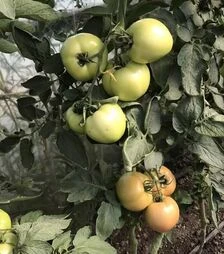 Семена томата ТС 02-0082 F1, п.е. 500 семян (Solare Sementi)