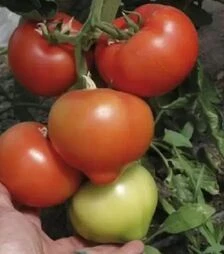 Семена томата ТС 02-5176, п.е. 500 семян (Solare Sementi)