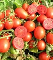 Насіння томату Уно Россо F1, п.о. 10 тис. насінин (United Genetiks)