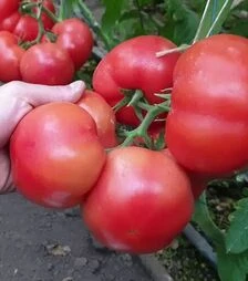 Семена томата Хаэт F1, п.е. 500 семян (Sakata)