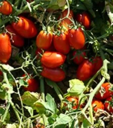 Семена томата Харди F1, п.е. 5 тыс. семян (Spark Seeds)