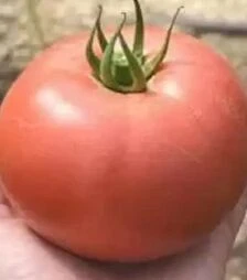 Семена томата Черато F1, п.е. 250 семян (Solare Sementi)