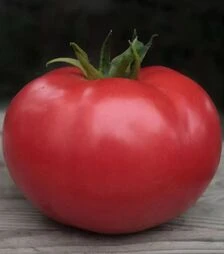 Семена томата Кибо F1, п.е. 1 тыс. семян (Kitano Seeds)