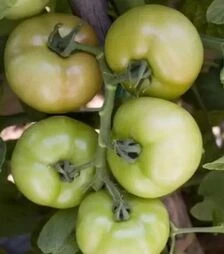 Семена томата Логур F1, п.е. 1 тыс. семян (Rijk Zwaan)