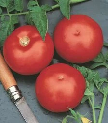 Семена томата Ольга F1, п.е. 1 тыс. семян (Hazera)