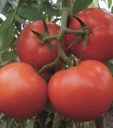 Семена томата Матиссимо F1, п.е. 1 тыс. семян (Seminis)