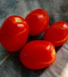 Семена томата Рапит F1, п.е. 25 тыс. семян (Seminis)