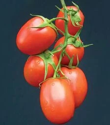 Семена томата Рапит F1, п.е. 1 тыс. семян (Seminis)