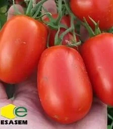Насіння томату Інкріз F1, п.о. 25 тис. насінин (Esasem)