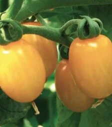 Семена томата Скейт F1, п.е. 250 семян (Esasem)