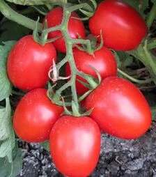 Семена томата Шкипер F1, п.е. 1 тыс. семян (Lark Seeds)