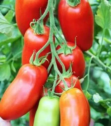 Семена томата Позано F1, п.е. 250 семян (Vitalis)