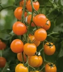 Семена томата Торонжина F1, п.е. 250 семян (Vitalis)
