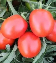 Насіння томату Бріксол F1, п.о. 10 тис. насінин (United Genetiks)