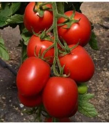 Семена томата TС 02-0255 F1, п.е. 100 семян (Solare Sementi)