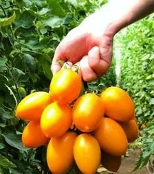 Семена томата TС 02-0477 F1, п.е. 500 семян (Solare Sementi)