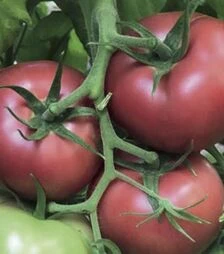 Семена томата TL 18304 F1, п.е. 500 семян (Esasem)