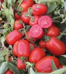 Семена томата UG 161 F1, п.е. 10 тыс. семян (United Genetiks)