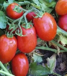 Семена томата UG 8168 F1, п.е. 10 тыс. семян (United Genetiks)