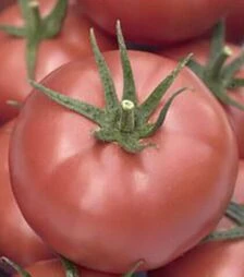 Семена томата Мамстон F1, п.е. 500 семян (Syngenta)