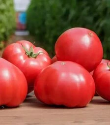 Семена томата Манекро F1, п.е. 500 семян (Syngenta)