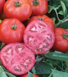 Семена томата Мармара F1, п.е. 1 тыс. семян (Yuksel Tohum)