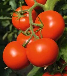 Семена томата Тойво F1, п.е. 1 тыс. семян (Bejo)