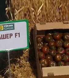 Семена томата Сашер F1, п.е. 500 семян (Yuksel Tohum)