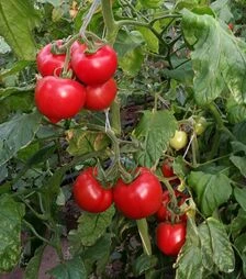 Семена томата Мелонет F1, п.е. 500 семян (Syngenta)