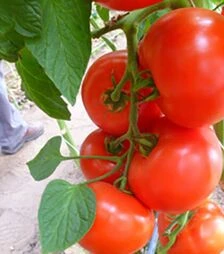 Семена томата Мелодия F1, п.е. 1 тыс. семян (Seminis)